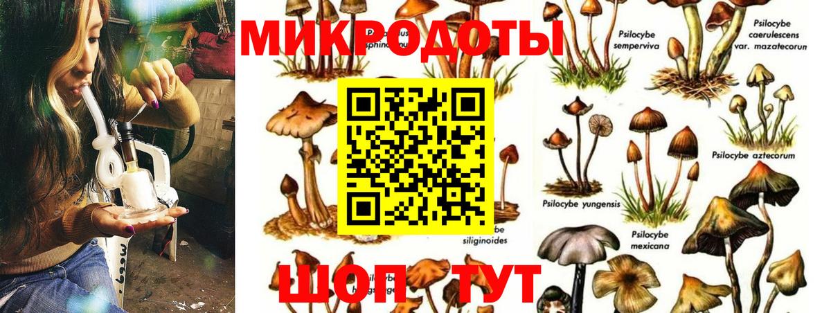 Псилоцибиновые грибы Cubensis Лыткарино